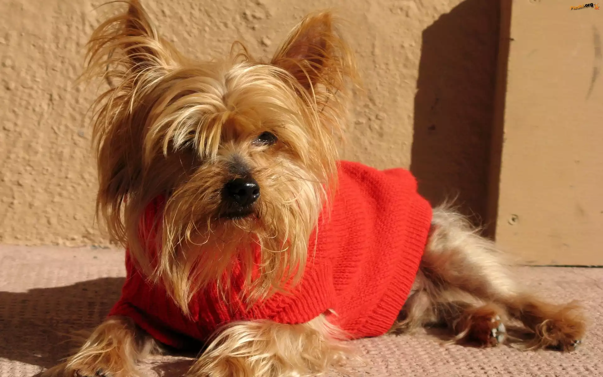 Czerwony, Yorkshire, Terrier, Sweterek