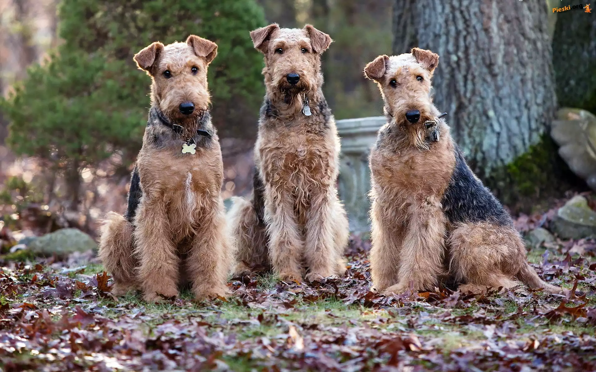 Trzy, Psy, Wire Haird Terrier