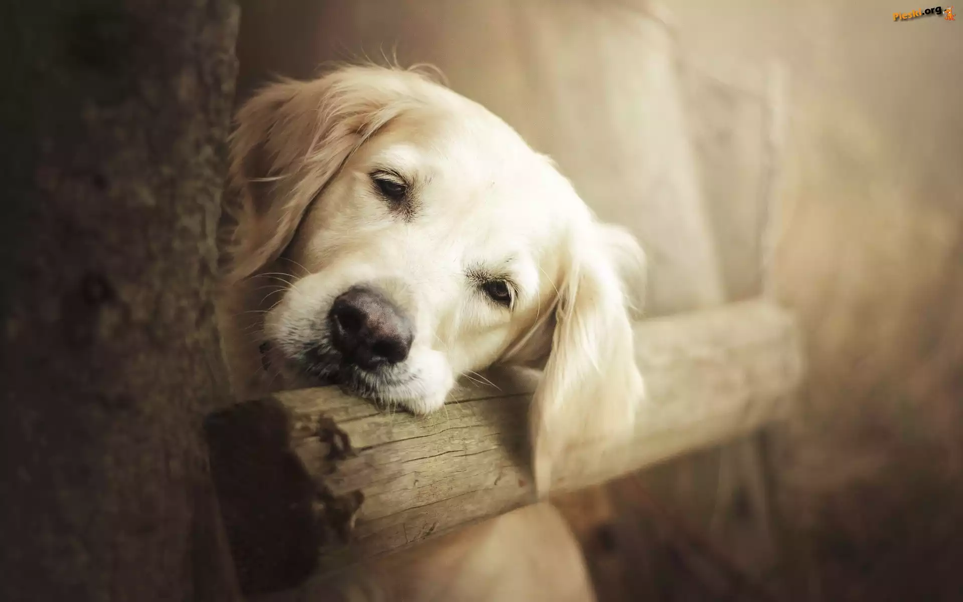 Smutny, Golden retriever