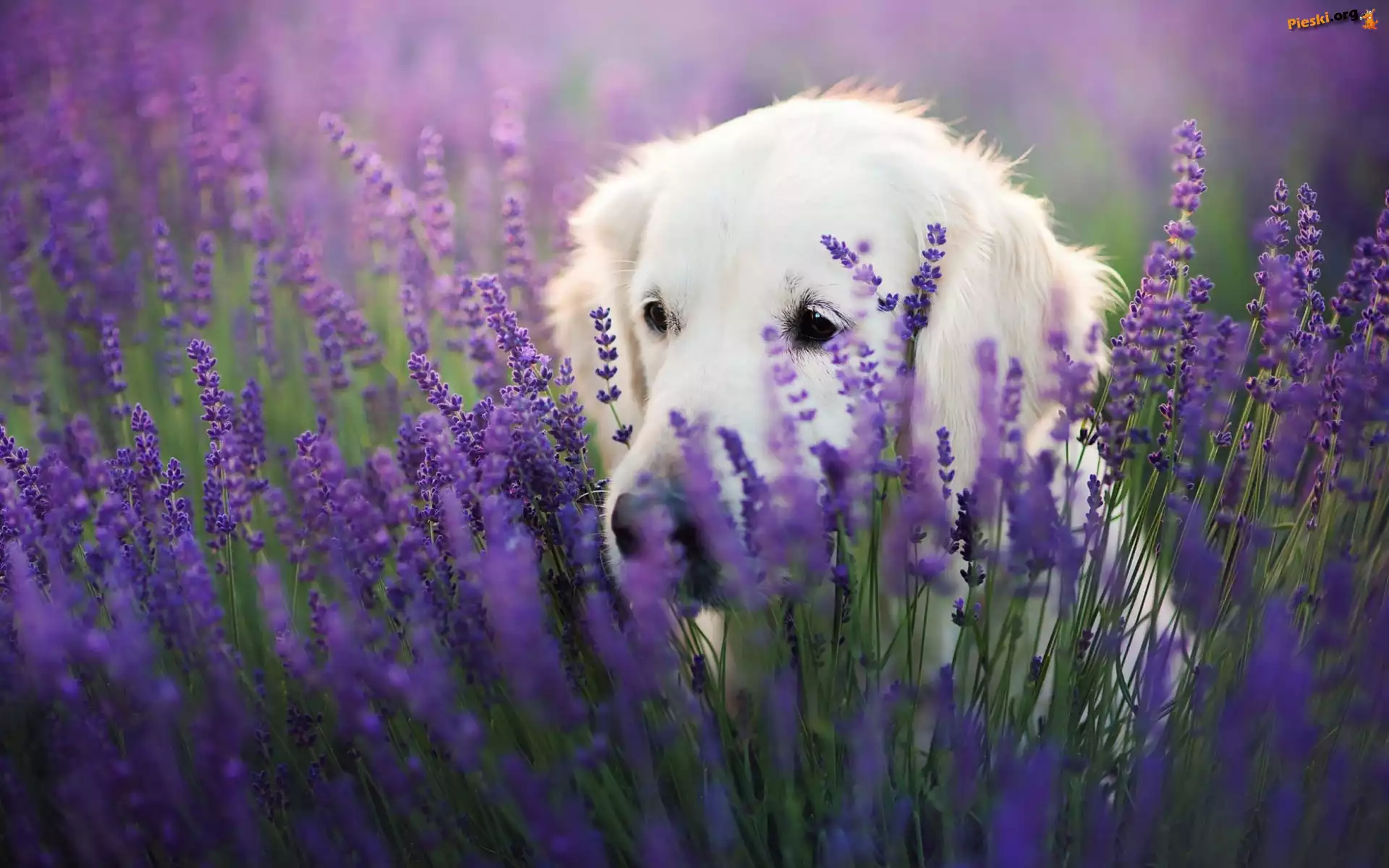 Golden retriever, Lawenda wąskolistna
