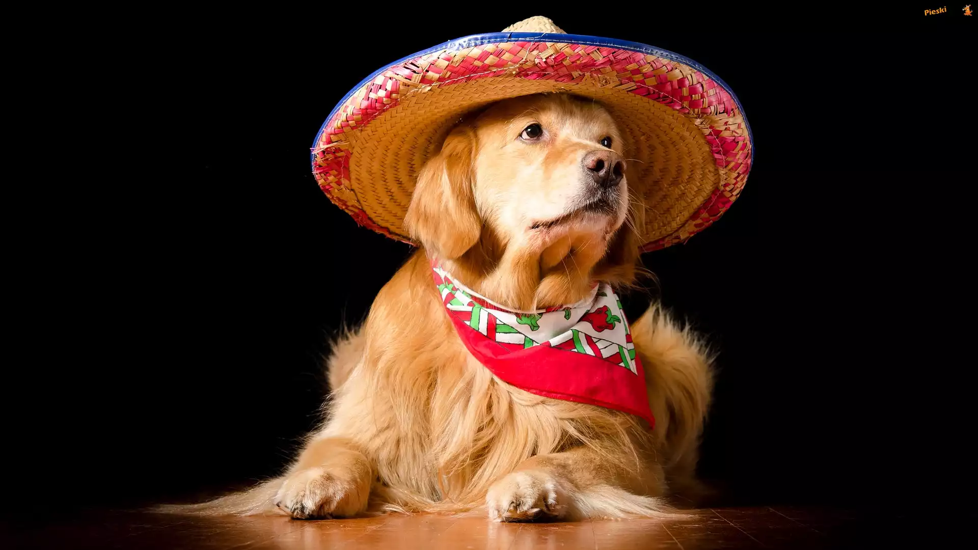 Apaszka, Golden retriever, Pies, Kapelusz, Ciemne tło