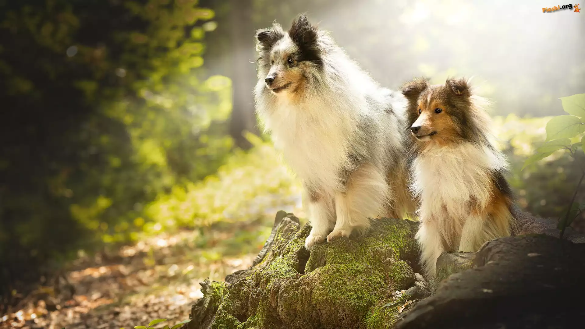 Owczarki szetlandzkie, Dwa, Psy, Sheltie
