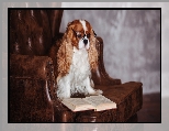 Fotel, Cavalier King Charles spaniel, Pies, Okulary, Książka