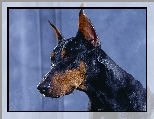 Doberman, Pysk