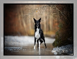 Drzewa, Border collie, Pies, Rzeka, Gałązki