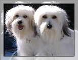 Dwa, Coton de Tulear