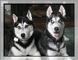 dwa, czarne, Siberian Husky