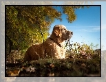 Golden Retriever, Spacer, Las