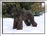 Kerry blue terrier, śnieg