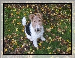 Lakeland Terrier, Liście, Trawa