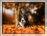 Liście, Border collie, Suche, Bokeh