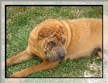 Shar Pei, Łąka