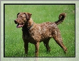 Piękny, duży, Chesapeake Bay retriever