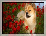 Pies, Szpic eurasier, Maki