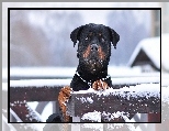 Rottweiler, Płot, Śnieg