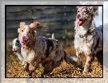 Owczarki australijskie, Australian shepherd