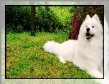 Samojed, Ogród