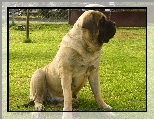 Mastiff, Mastif angielski, suka