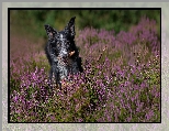 Szyszka, Pies, Border collie, Wrzosy